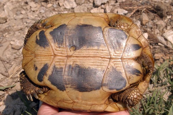 Testudo hermanni