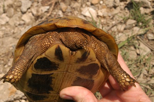 Testudo hermanni