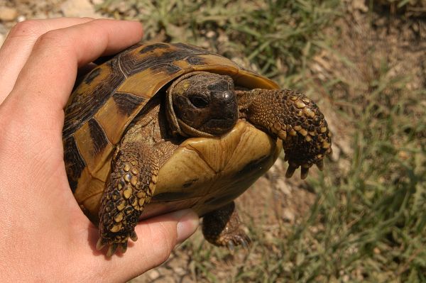 Testudo hermanni