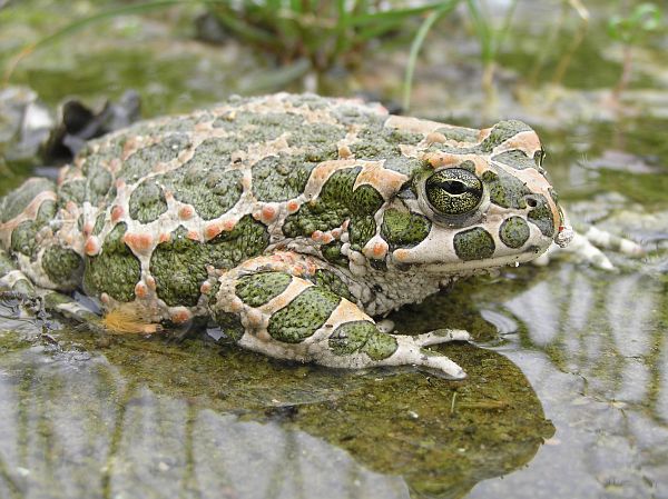 Pseudepidalea viridis