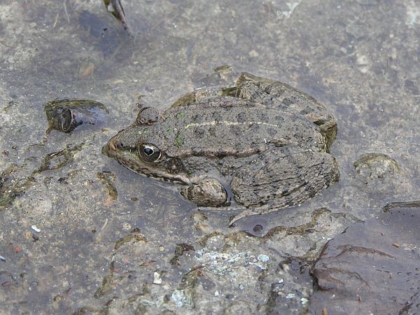 Pelophylax ridibundus