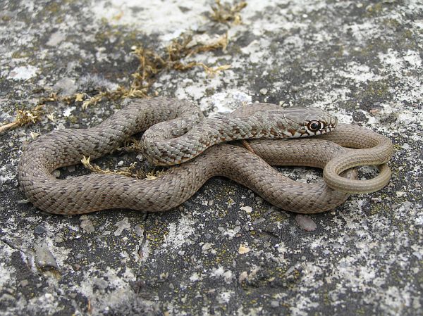 Dolichophis caspius