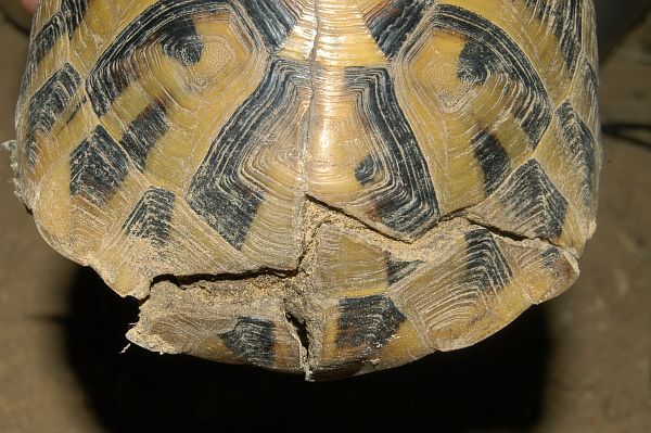 Testudo hermanni