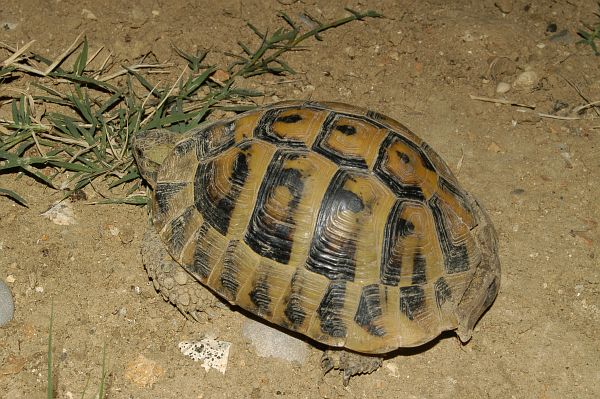 Testudo hermanni