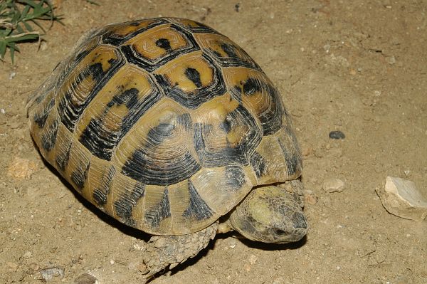 Testudo hermanni