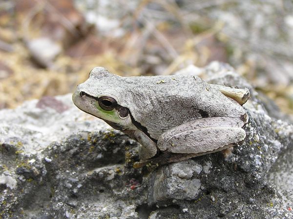 Hyla arborea