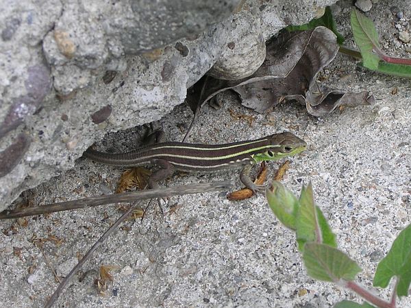 Lacerta trilineata