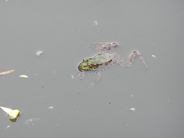 Pelophylax ridibundus