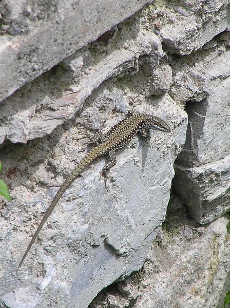 Podarcis muralis