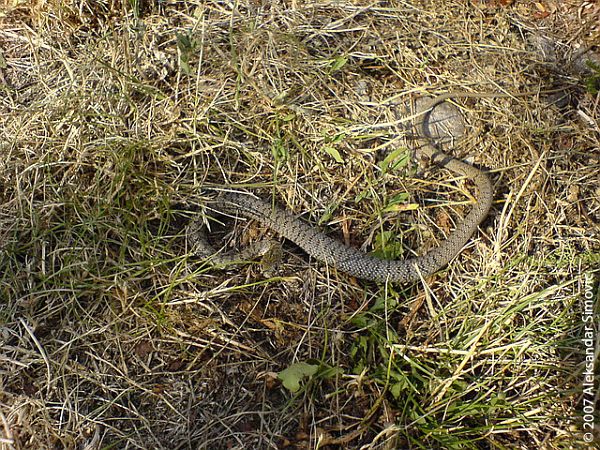 Dolichophis caspius