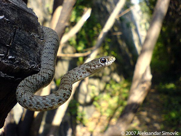 Dolichophis caspius