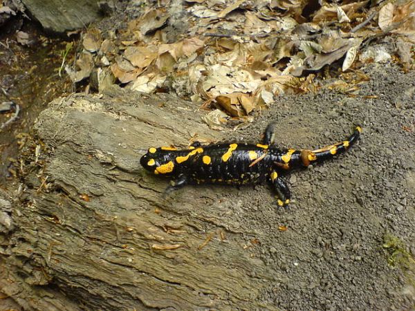 Salamandra salamandra