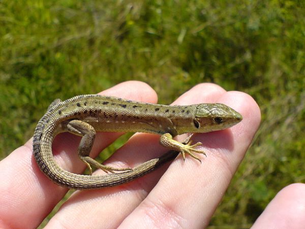 Lacerta viridis