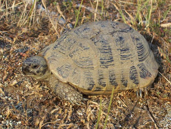 Testudo hermanni