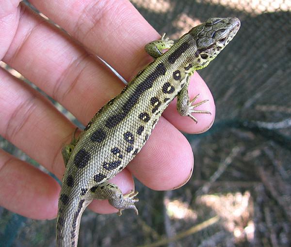 Lacerta agilis