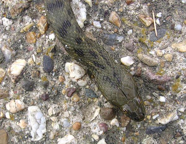 Natrix tessellata