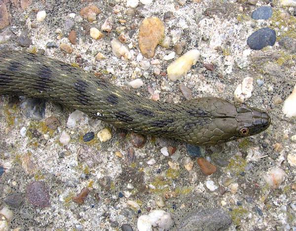 Natrix tessellata