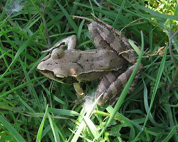 Rana dalmatina