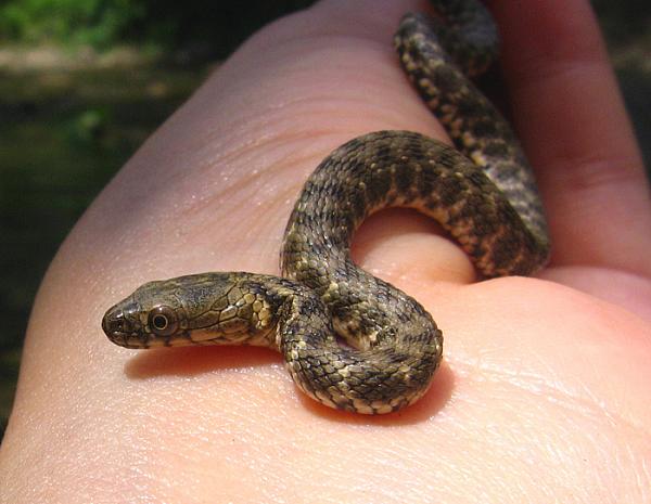 Natrix tessellata