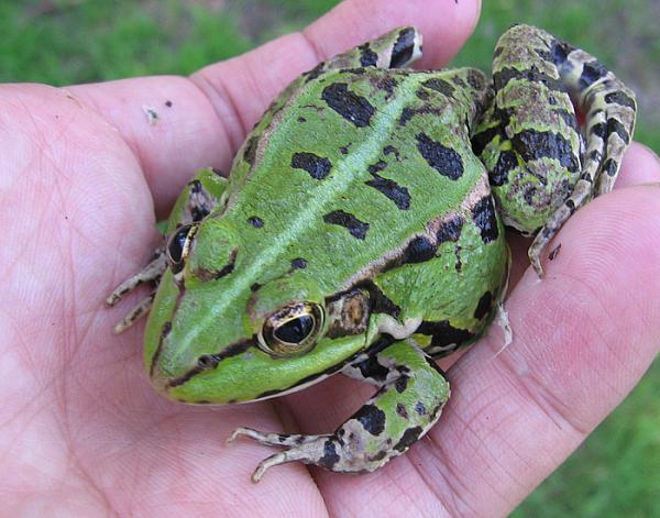 Pelophylax kl. esculentus