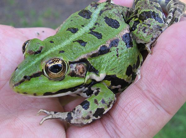 Pelophylax kl. esculentus