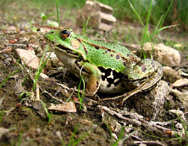 Pelophylax lessonae