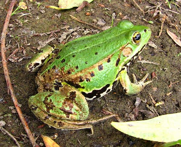 Pelophylax lessonae