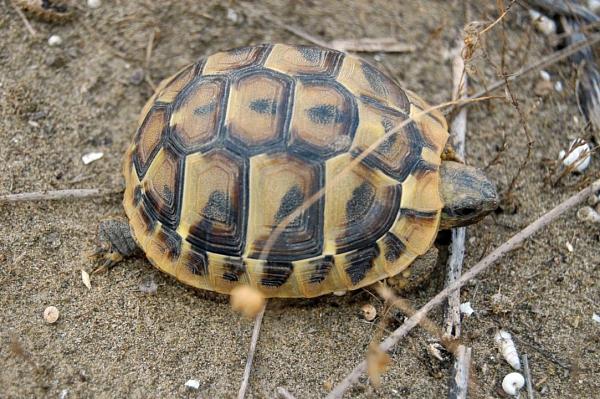 Testudo hermanni