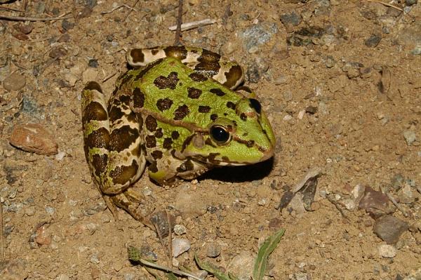 Pelophylax kurtmuelleri