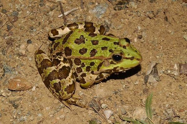 Pelophylax kurtmuelleri