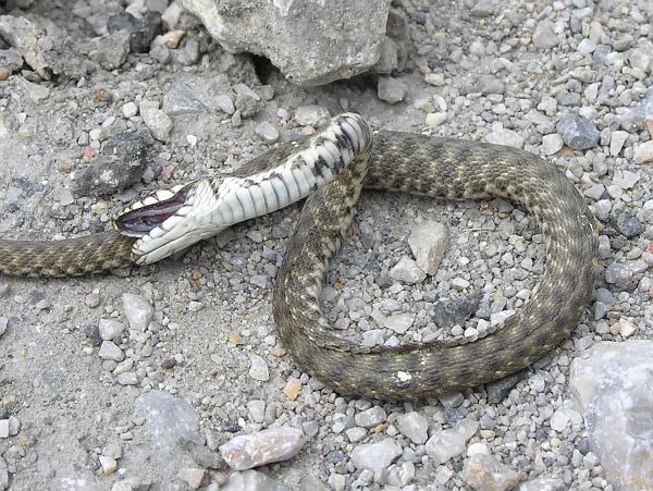 Natrix tessellata