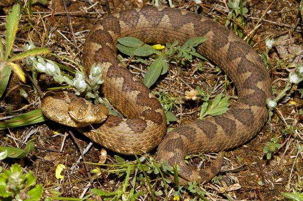 Vipera ammodytes