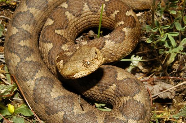 Vipera ammodytes