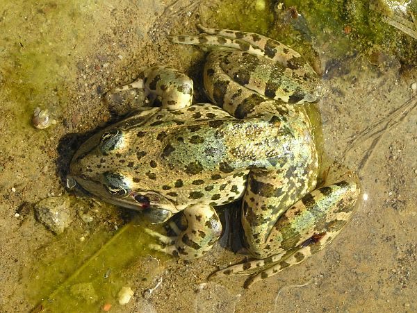 Pelophylax ridibundus