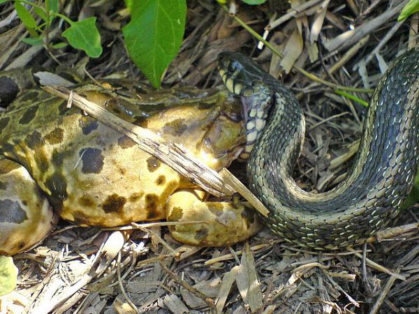 Pelophylax ridibundus