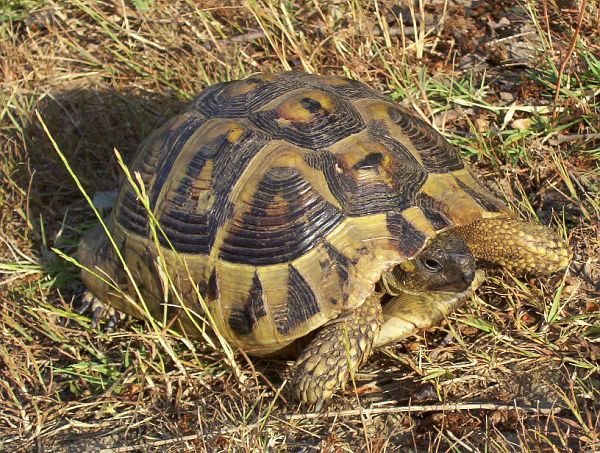 Testudo hermanni