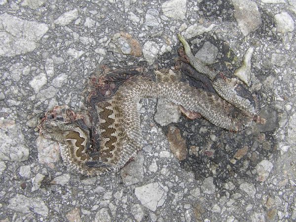 Vipera ammodytes