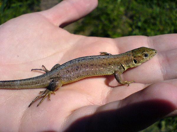 Lacerta viridis