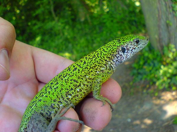 Lacerta viridis