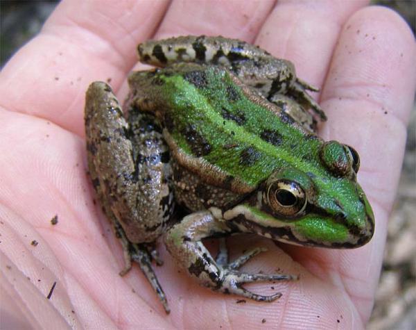 Pelophylax ridibundus