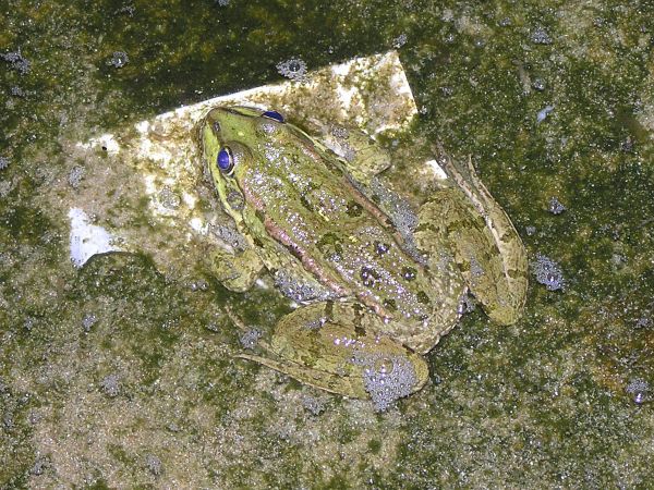 Pelophylax ridibundus