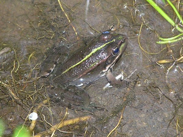 Pelophylax ridibundus