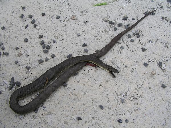 Natrix tessellata