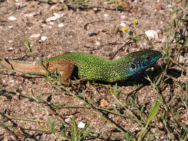 Lacerta viridis