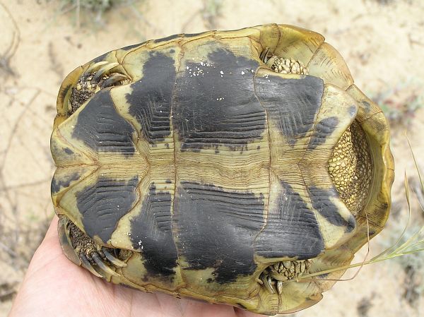 Testudo hermanni