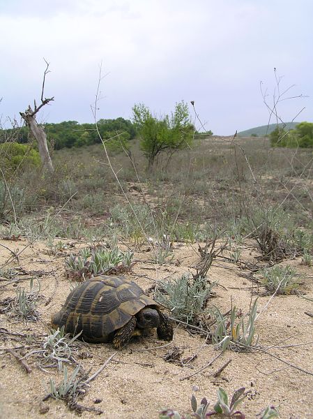 Testudo hermanni