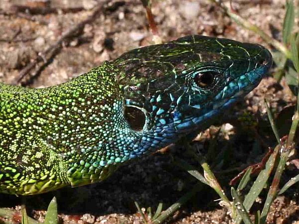 Lacerta viridis