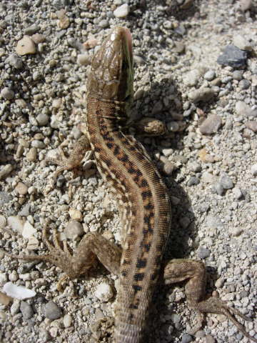 Podarcis siculus