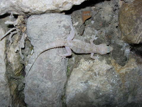 Hemidactylus turcicus