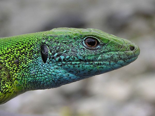 Lacerta viridis